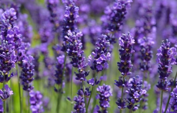 Lavanda