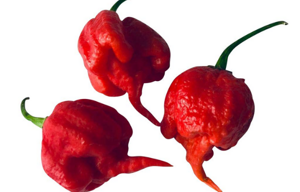 Peperoncino Carolina Reaper F1