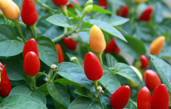 Peperoncino Fuoco della Prateria