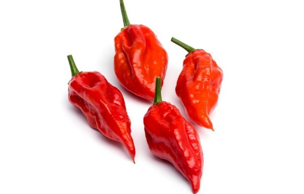 Peperoncino Naga Morich